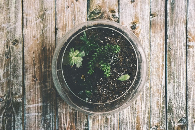Enchanted Terrariums